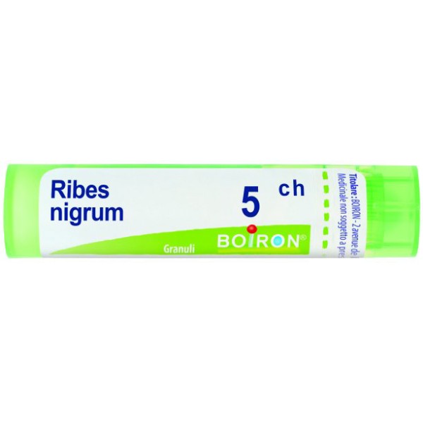 RIBES NIGRUM 5CH GR 4G