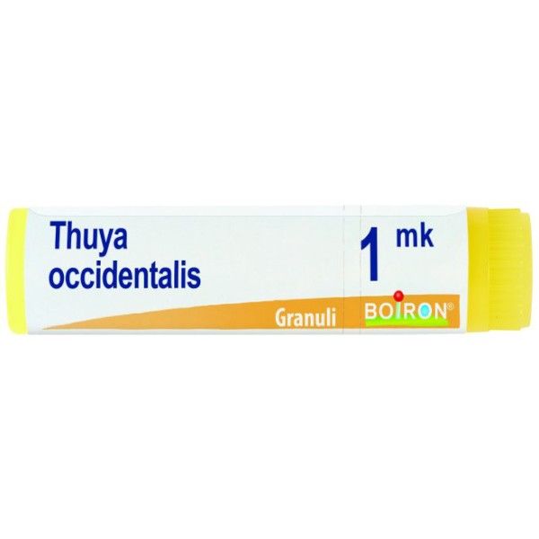 THUYA OCCIDENT MK GL BO